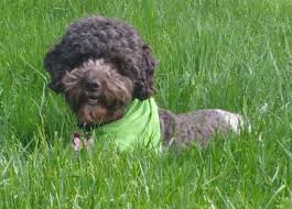Lagotto Romagnolo Dog Breed Information And Pictures