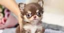 Teacup Chihuahuas and Chihuahua Puppies For Sale by ...
