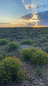 Image result for Pentzia incana