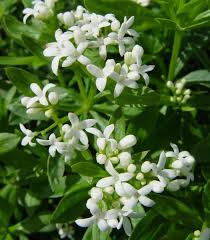 Image result for Galium