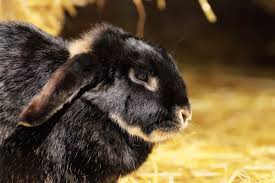 This is often called topping and tailing. Why Do Rabbits Roll In Dirt Bunny Dust Baths Facts Rabbit Pros