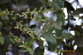 Image result for Cocculus hirsutus