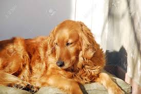 Yellow Golden Retriever Dog Laying Outdoors On Sunlight Stock Photo Picture And Royalty Free Image Image 36112548
