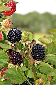 4 Petits Fruits Originaux Petit Fruit Fruits Exotiques Fruits