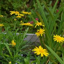 Image result for Euryops chrysanthemoides