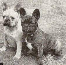 tommyville toison d or of dogwood fawn rodoslovnaya