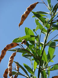 Image result for Cajanus cajan