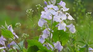 Wild purple flowers in texas. Lovely Purple Flowers Bloom In Spring Cgtn