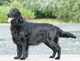 Een belangrijke basis voor een stabiele groei is de juiste hoeveelheid voeding. Retriever Flat Coated Breeds A To Z The Kennel Club