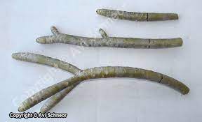 If you would like to strike some cuttings to add frangipani to your garden, it is take cuttings in late spring and through summer. Growing Plumeria From Cuttings Schneor Design And More