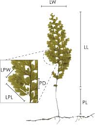 Image result for Hymenophyllaceae