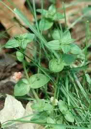 Image result for Anagallis elegantula