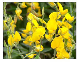 Image result for Crotalaria rhodesiae