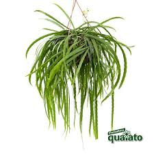 Nomi, foto e informazioni sulle piante grasse o anche definite succulente, con consigli sulla coltivazione e il mantenimento. 6 Piante Grasse Da Appartamento Davvero Particolari Floricoltura Quaiato