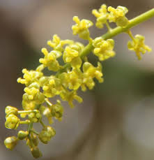 Image result for Tinospora orophila