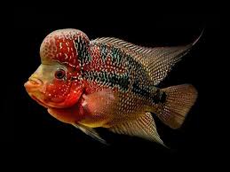 Warna background juga akan berpengaruh terhadap ikan stress: Ydpandu Ydpandu Profil Pinterest