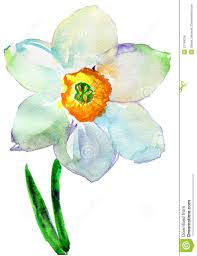 Pin By Mary Rosenbaum On Bulbs Watercolor Illustration Watercolor Flowers Narcissus Tattoo