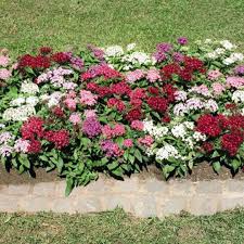 Image result for Pentas schumanniana