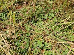 Image result for Crotalaria pisicarpa