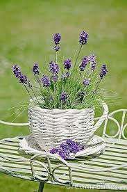 8 Top Useful Ideas Artificial Plants Indoor Kitchens Artificial Grass Small Artificial Plants Balcony Plant Lavender Plant Lavender Plant Care Lavender Garden