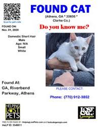 If your cat goes missing, take action right away. 900 Found Cats Ideas Found Cat Cats Losing A Pet