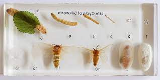 Exploring The Cultivated Silk Moth Bombyx Mori Under The Microscope Part Ii Further Microscopical Studies Of Aspects Of The Lif Life Cycles Observation Life