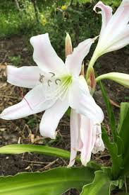 Image result for Crinum macowanii