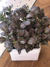 All calathea species, also known as prayer plants, are safe to cats and even dogs. Pink Angel Nerve Plant Fittonia Indoor House Plants Plant Etsy Tanaman Fotografi Perhiasan