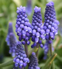 Maybe you would like to learn more about one of these? 5 Flowering Bulbs To Plant Now For Spring