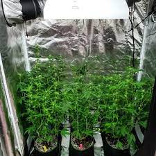 Led vs lec grow lights. Lec Vs Led Grow Lights Side By Side Cannabis Grow Journal Grow Weed Easy
