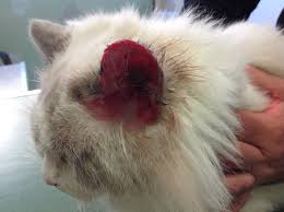 Chats · 1 decade ago. Cas D Allergie Cutanee Chez Un Chat Clinique Veterinaire Telo Vet