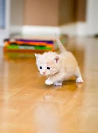 This baby cute catkittens s kitten catsjpg is published in animals category and the original resolution of wallpaper is 2560x1600 px. Cute Kittens Wallpapers Hd Kittens Cutest Cute Animals Cute Baby Animals
