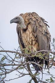 on the lookout pet birds beautiful birds nature animals