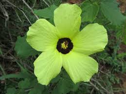 Image result for Hibiscus surattensis
