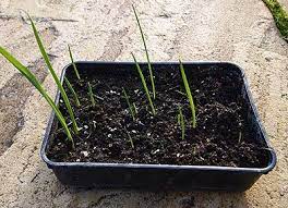 How To Grow Allium Giganteum From Seed Allium Giganteum Plants Giganteum