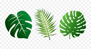 Get it as soon as fri, jul 2. Jungle Leaves Vector Jungle Leaf Clipart Png Palm Tree Leaves Png Free Transparent Png Images Pngaaa Com