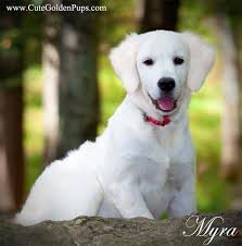 This is simply a term to describe a smaller than average version of the breed. White Golden Retriever Puppies English Cream Nj Ma Pa Fl Ct Ri De Ny Ca Az Va Tx White Golden Retriever Puppy Golden Retriever Retriever Puppy