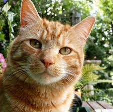 The average lifespan of a tabby cat will be as long as other cats live and can reach 17 years old. Tabby Cat Facts You May Not Know The Catnip Times