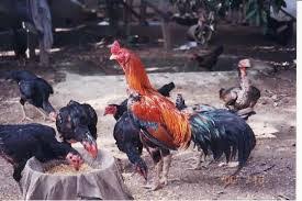 Review kandang koloni untuk indukan ayam kampung dengan ukuran 2 x 2 meter yang idealnya memuat 1 pejantan dan 5. 6 Cara Budidaya Ayam Bangkok Untuk Pemula Paling Mudah Ilmubudidaya Com