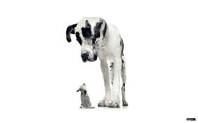 Puppy wallpaper hd dogs new tab puppies theme. 170 4k Dogs Wallpapers Download Free Backgrounds