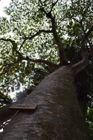 Image result for Cyathea mildbraedii