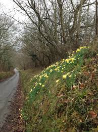 A Bank Of Wild Daffodils On The Lane From Taw Green To North Wyke March 2013 Daffodils Wild Flowers Beautiful Landscapes
