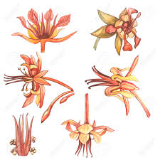 Well you're in luck, because here they come. Set Of Botanical Illustration Watercolor Cocoa Flowers Collection Stock Photo Picture And Royalty Free Image Image 89183418