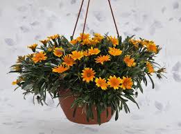 Image result for foto Gazánie