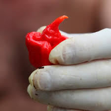 Chillies are believed to be first cultivated in mexico around 3500 bc. The World S 10 Hottest Chillies Australian Geographic