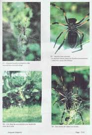 L Araignee Des Jardins Nephila Inaurata A La Reunion La Reunion Araignee