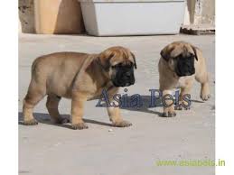 Bullmastiffs date back to the late eighteenth century. Bullmastiff Puppies Price In Pune Bullmastiff Puppies For Sale In Pune