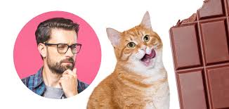 Generally, 100 to 200 mg of caffeine and theobromine for every 2.2 pounds (i.e. Can Cats Eat Chocolate Or Will It Make Them Sick Kittentreat Com