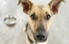 Making homemade food ensures that you know they are only getting what you put in their. What S The Best Food For Dogs With Diarrhea Animal Wellness Magazine
