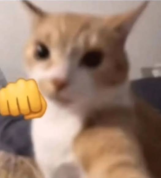 Gato puño izquierdo